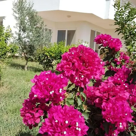 Begon فيلة ألانيا